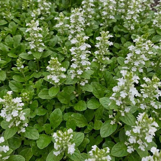 Ajuga white