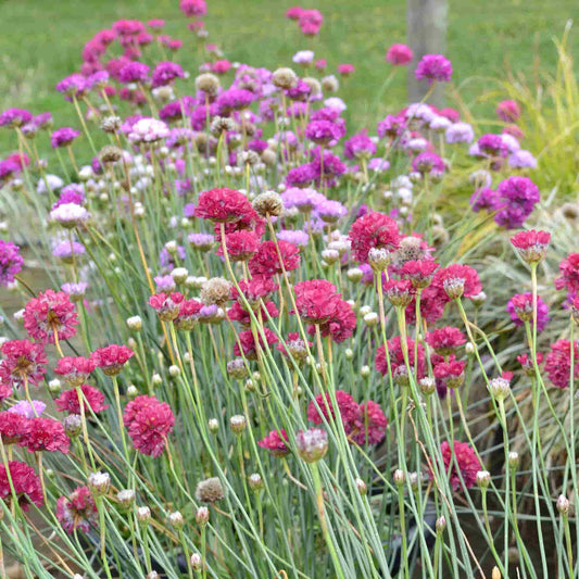 armeria-corsica