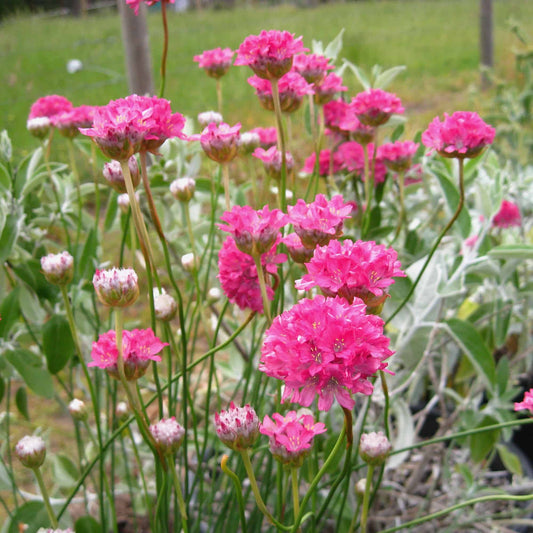 armeria-lolly