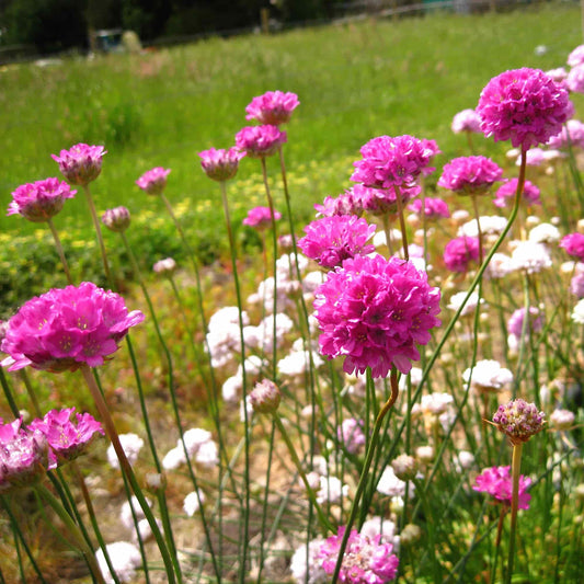 armeria-oakbank-pink