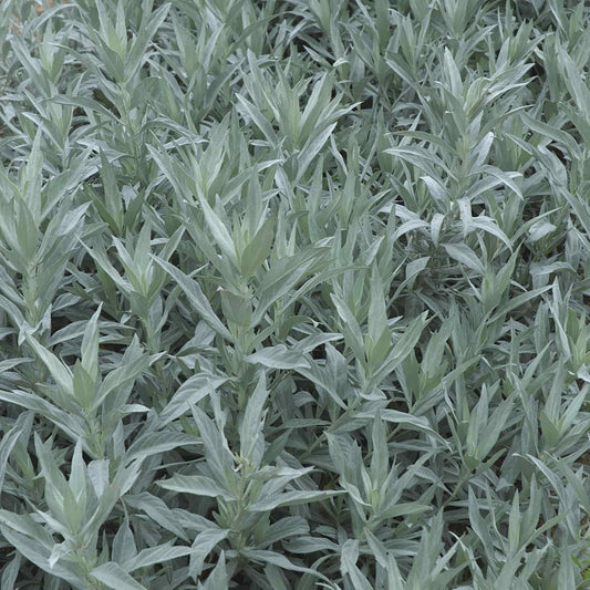 Artemisia 'Valerie Finnis'