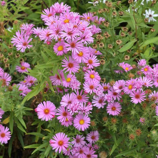 aster-barrs-pink