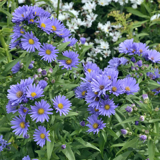 aster-blue-gown