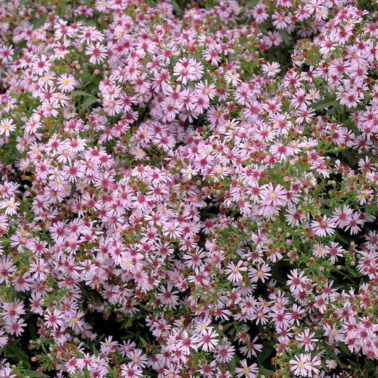 aster-coombe-fishacre