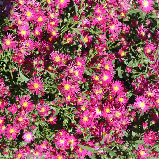 aster-crimson-glory