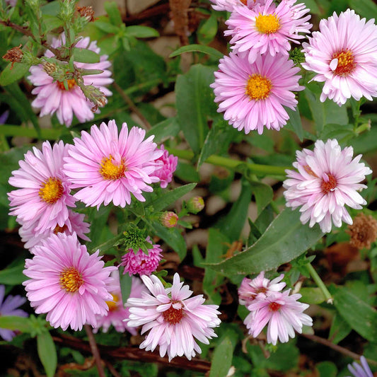 Aster 'Harrington Pink'