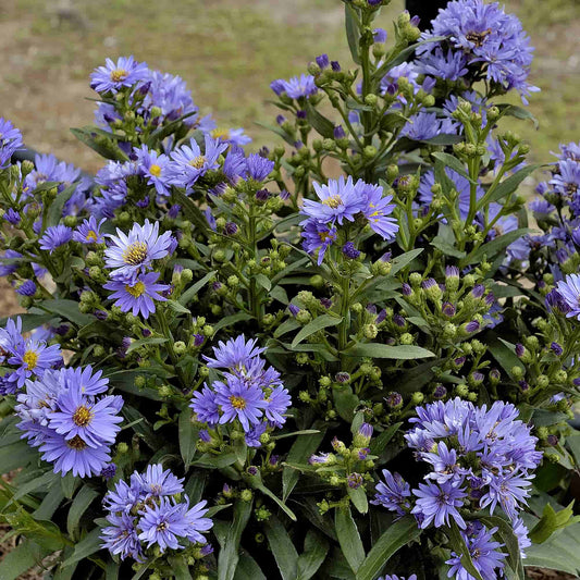 aster-little-boy-blue