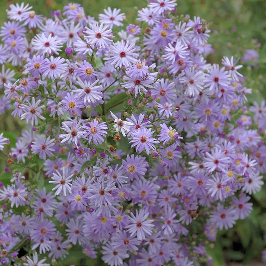 aster-little-carlow