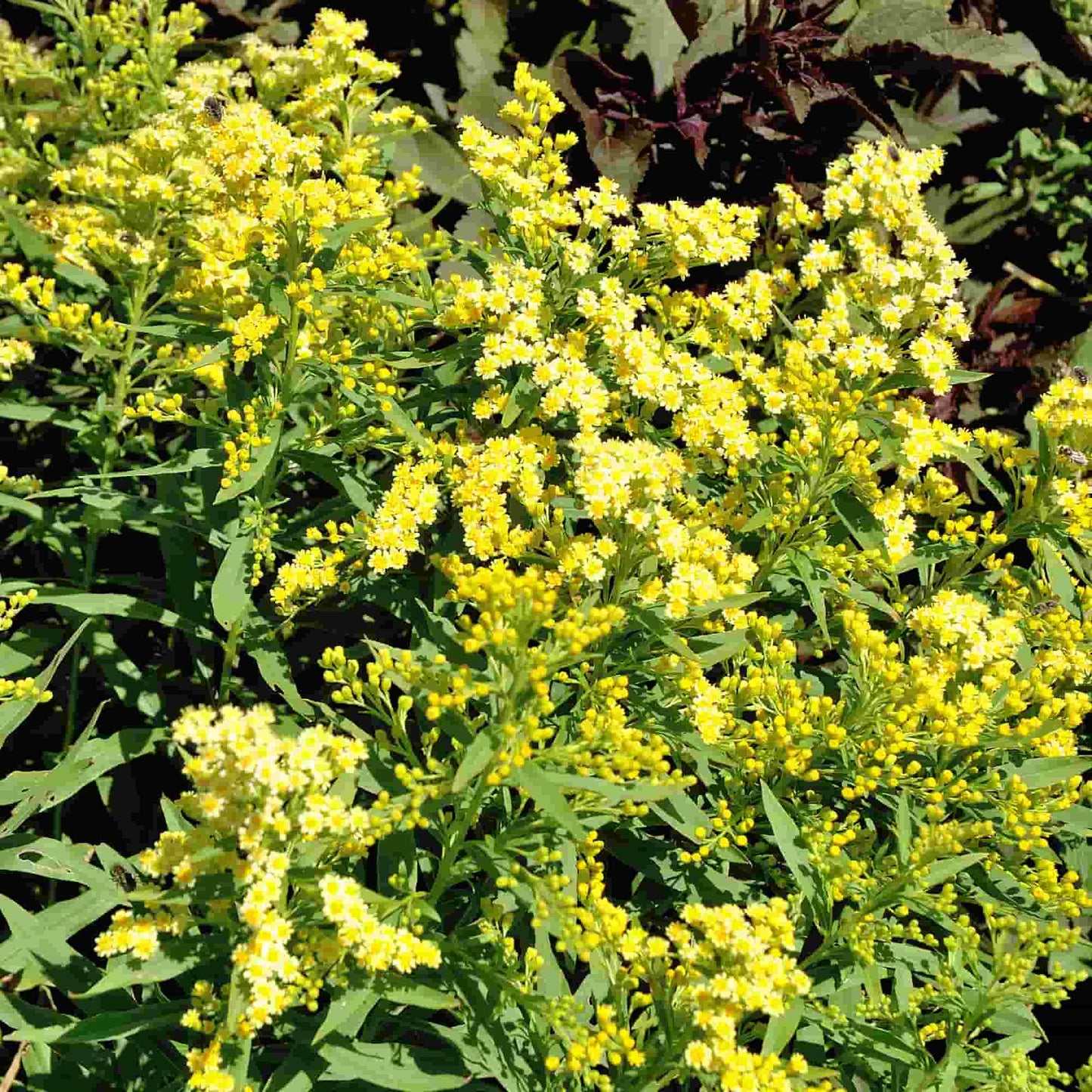 solidago