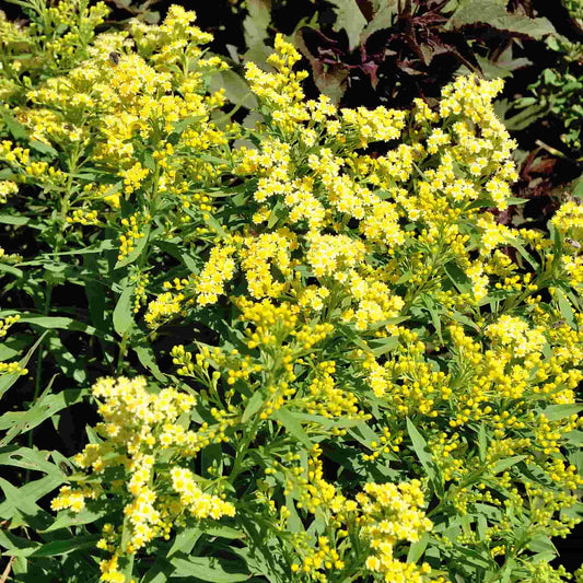 solidago