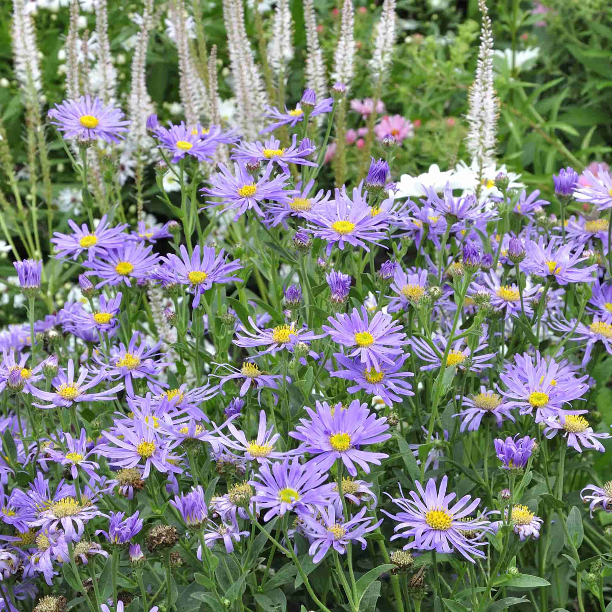 Aster frikartii 'Monch'