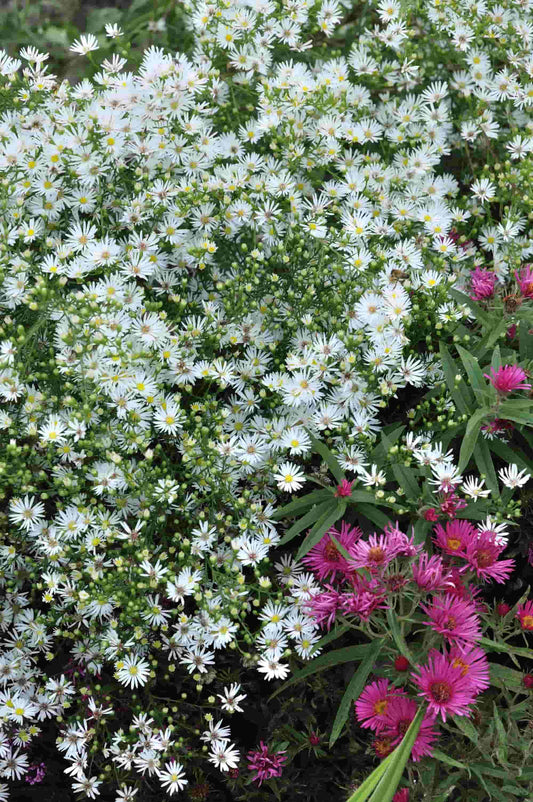 aster-monte-cassino