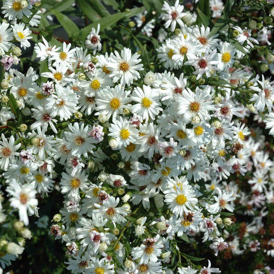 aster-perrys-white