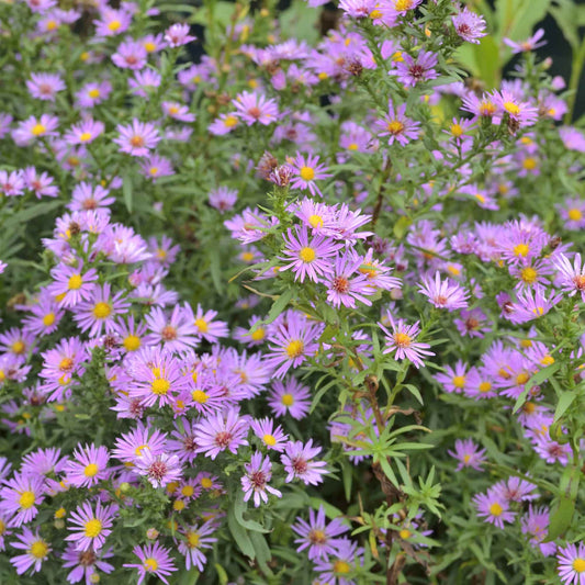 aster-pink-easter-daisy