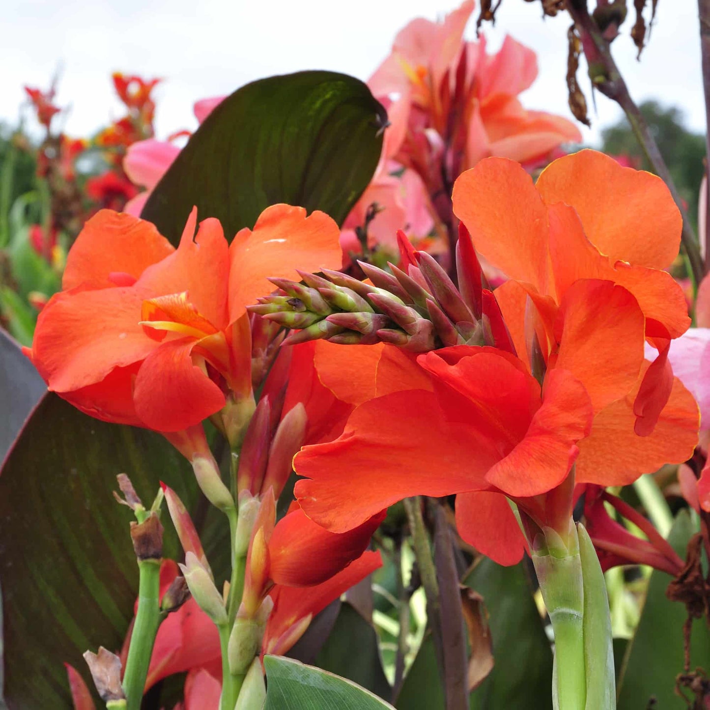 canna-capricornia