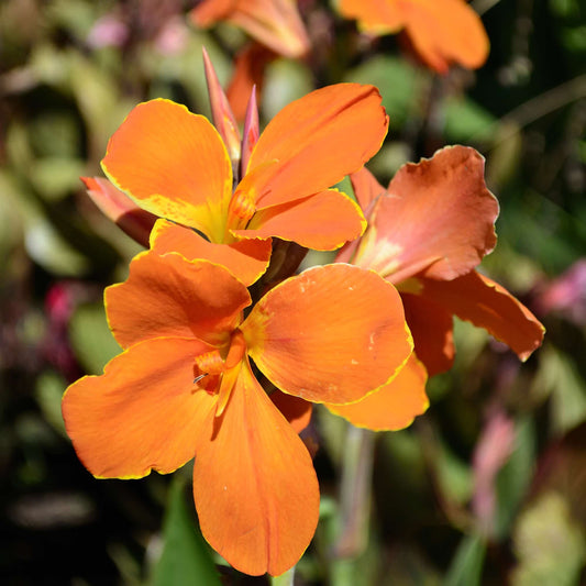 canna-cheerfulness