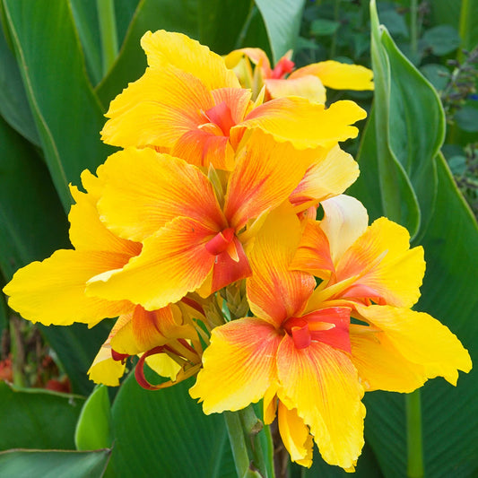 canna-frau-gartenburg