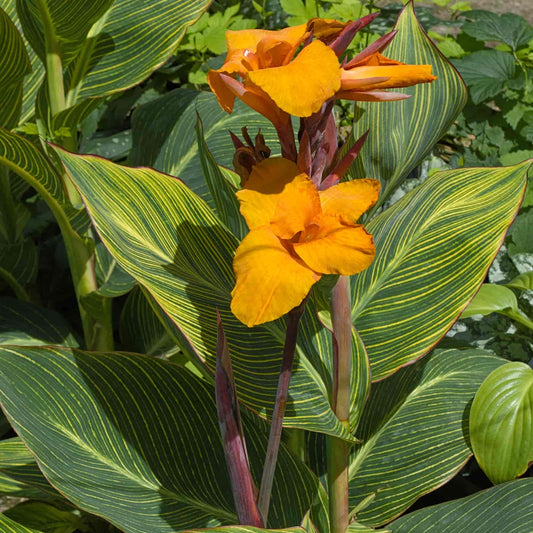 canna-pretoria