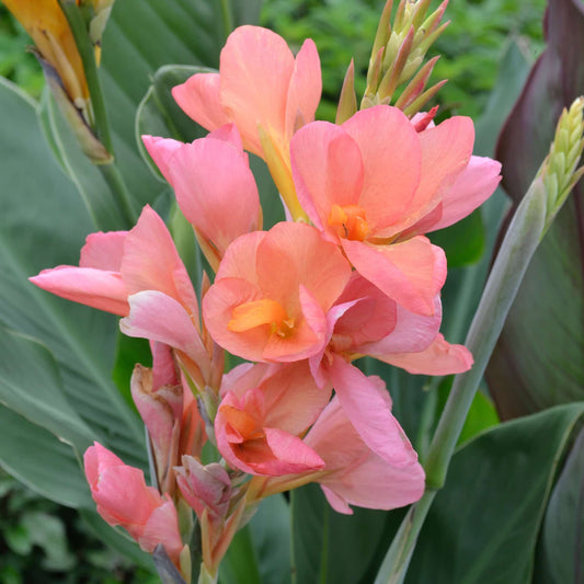 canna-suzanne