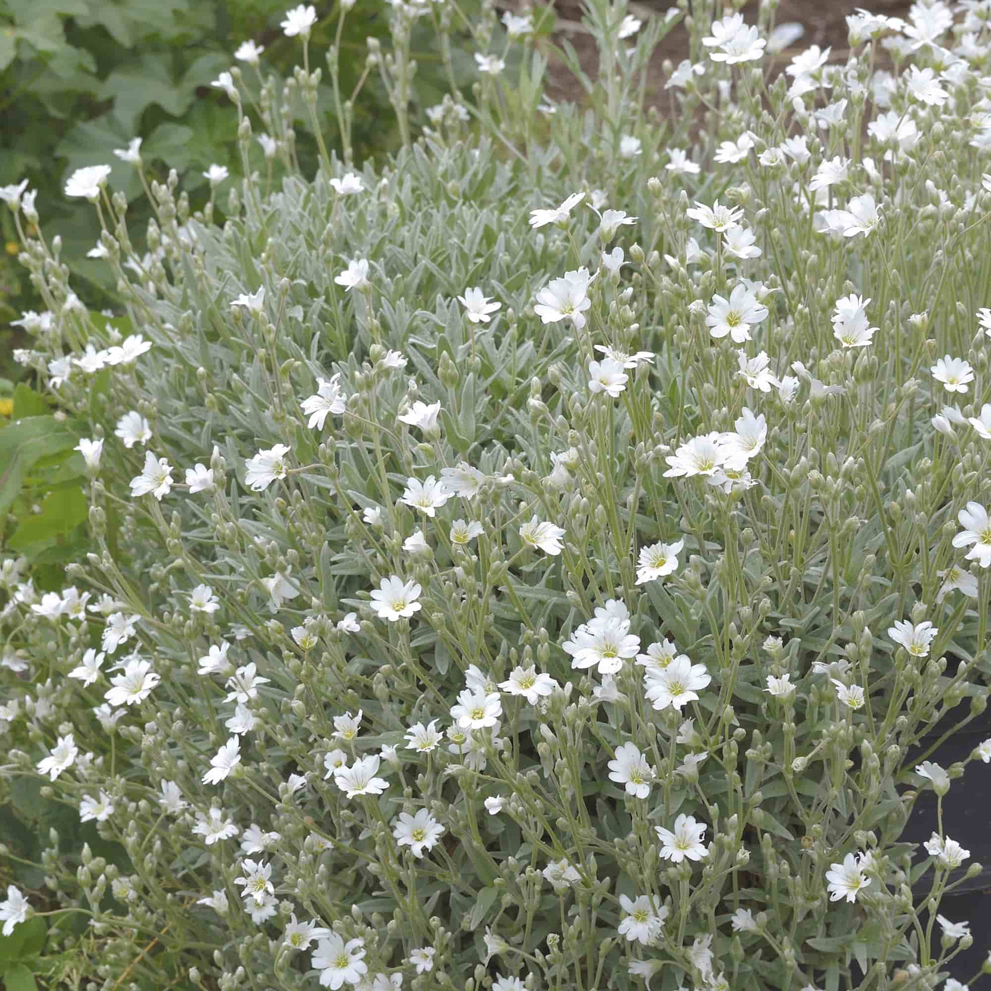 Cerastium 'Snow in Summer' – Hills Perennials