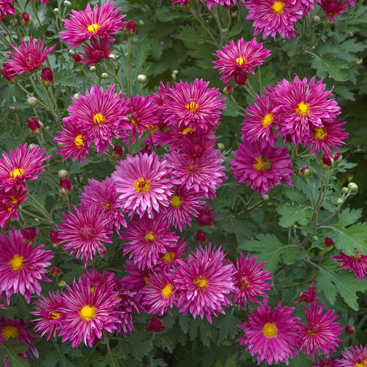 Chrysanthemum 'Bob Thomas'