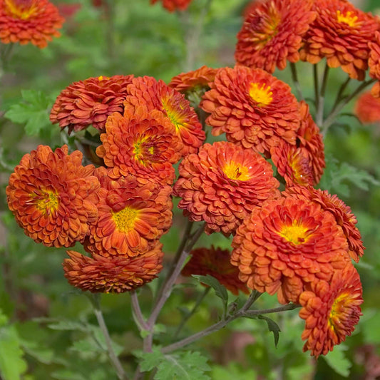 Chrysanthemum 'Copper Buttons'