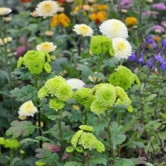 Chrysanthemum 'Green Discovery'