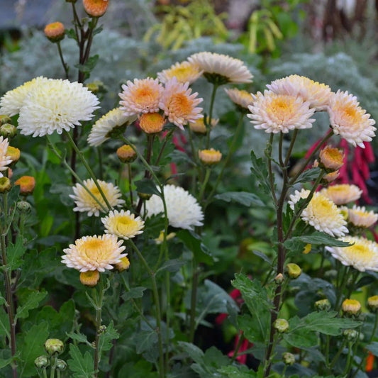 Chrysanthemum 'Kelvins White'