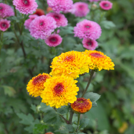 Chrysanthemum 'Kevin Tattoo'