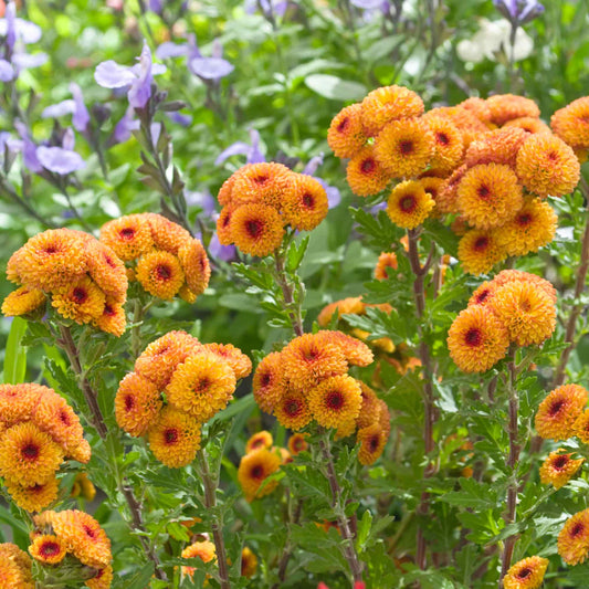 Chrysanthemum 'Orange Buttons'