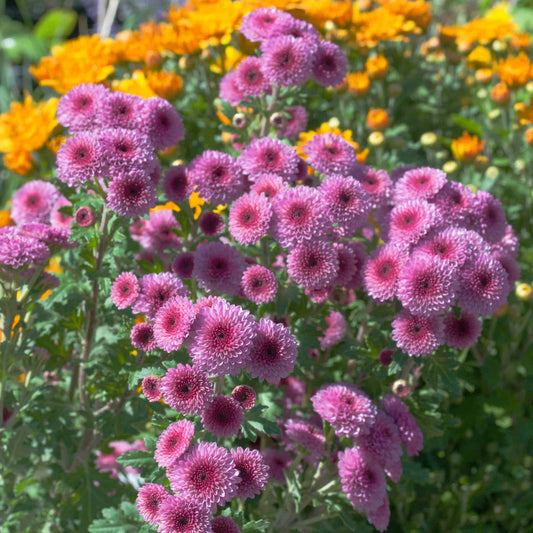 Chrysanthemum 'Pink Buttons'