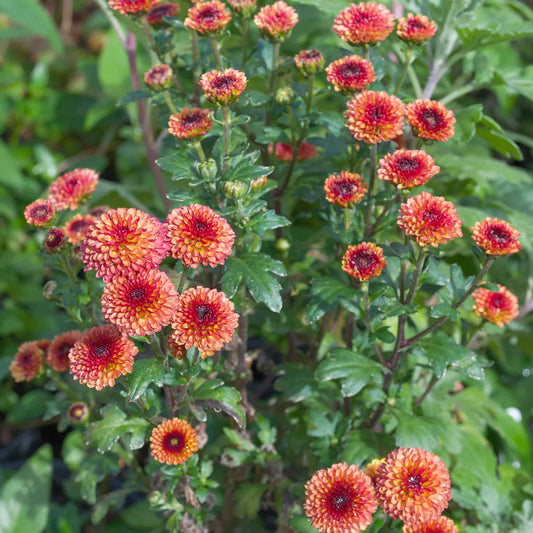 Chrysanthemum 'Red Buttons'