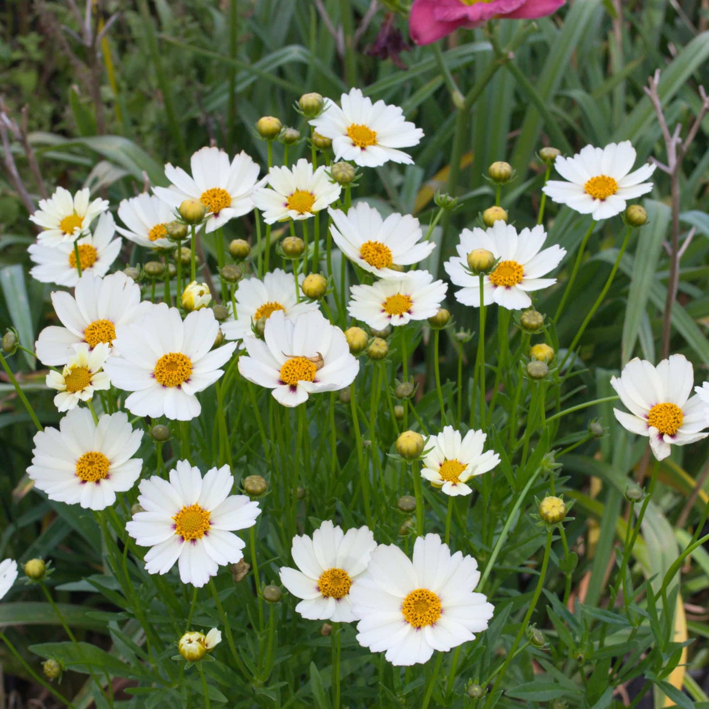 Coreopsis 'Congo'