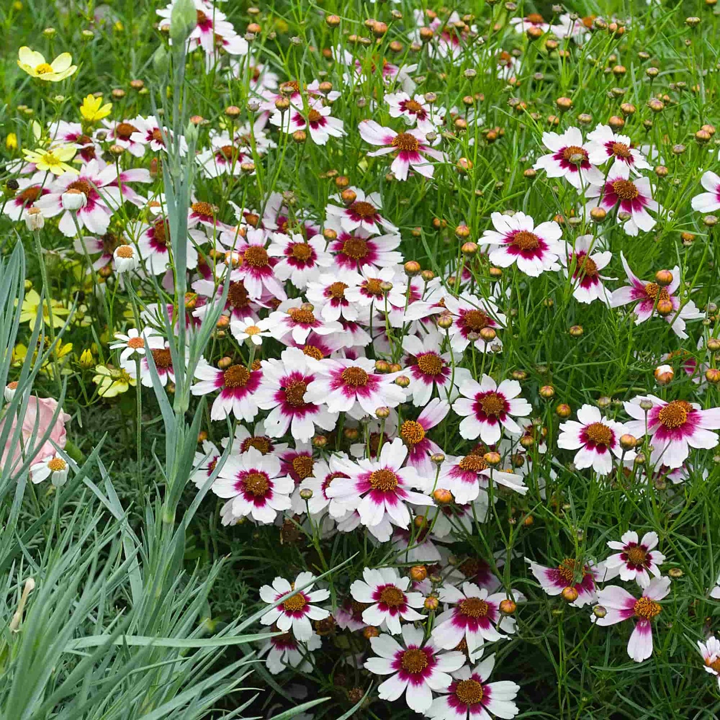 Coreopsis 'Sweet Dreams'