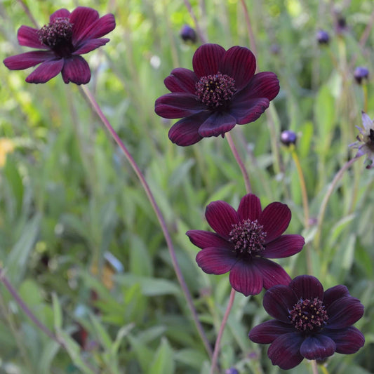 Cosmos 'Chocolate' perennial cosmos
