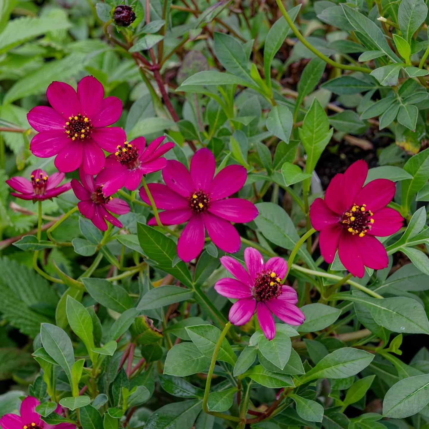 Cosmos 'Cherry Chocolate' perennial cosmos