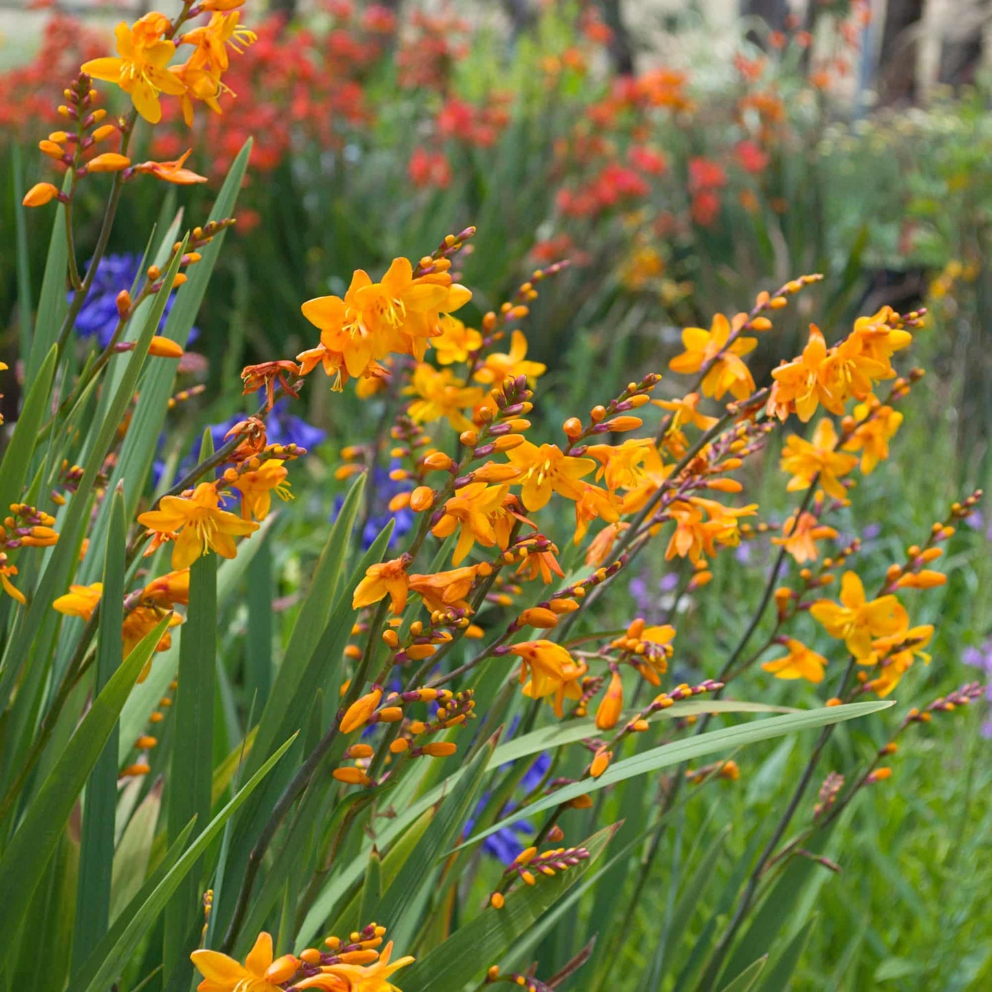 Crocosmia 'Columbus'