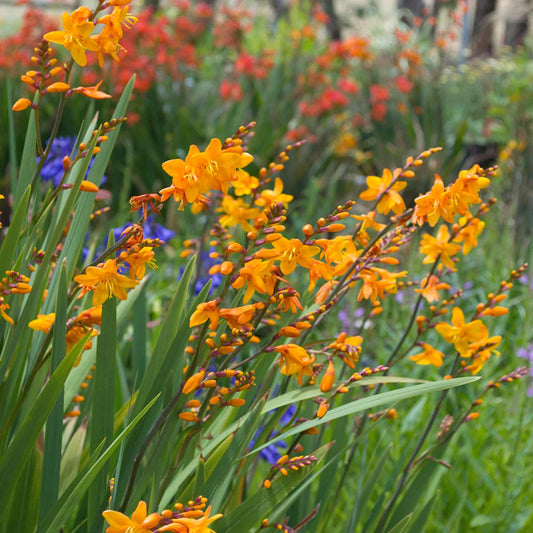 Crocosmia 'Columbus'