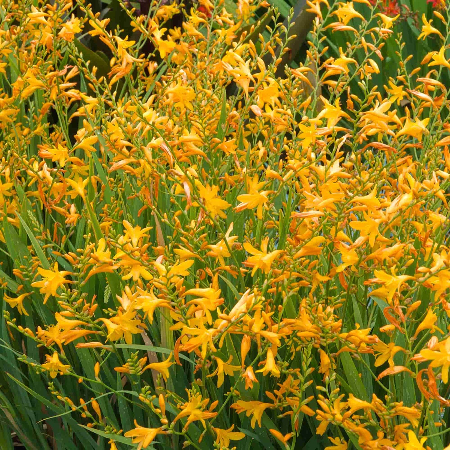 Crocosmia 'George Davison'