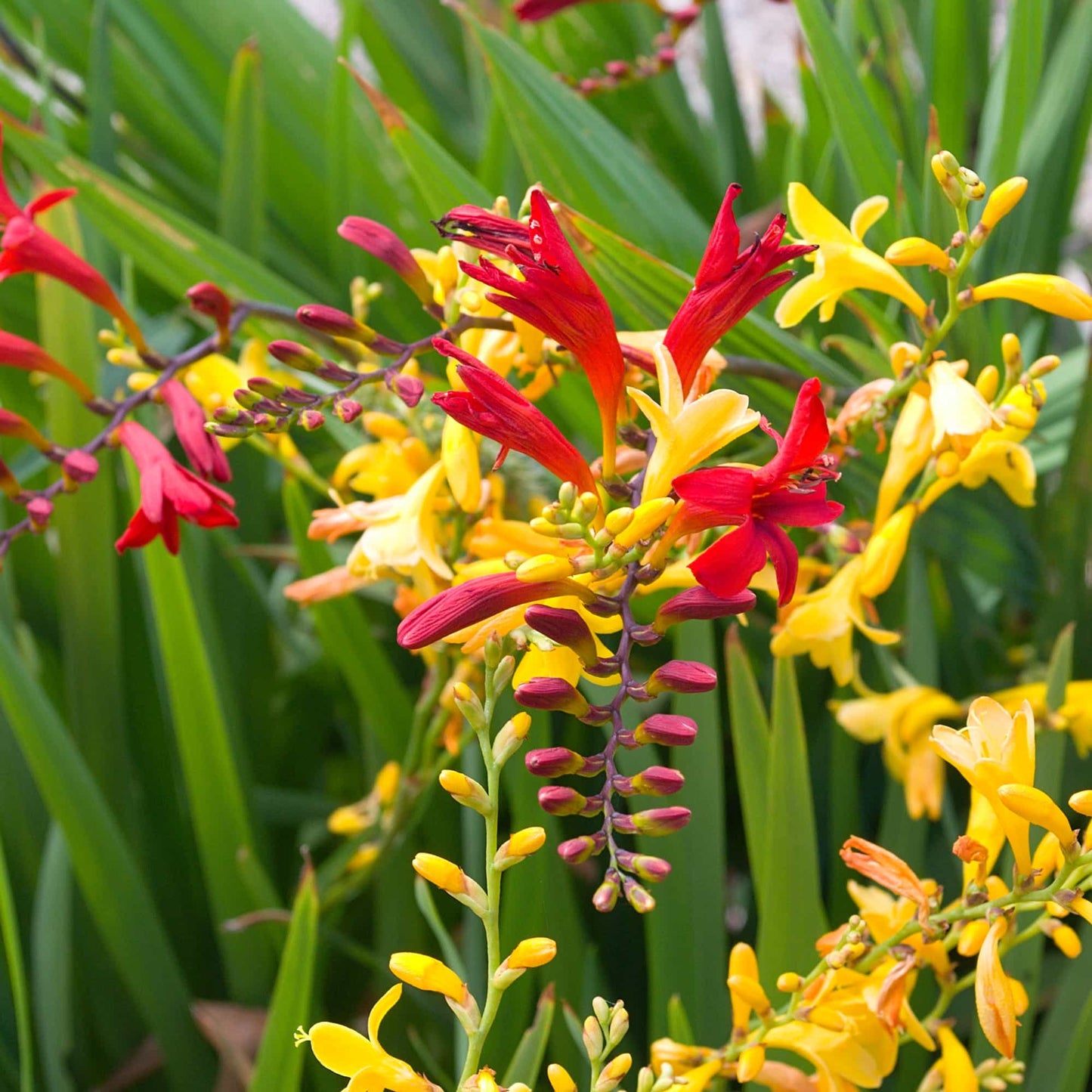 Crocosmia Lucifer