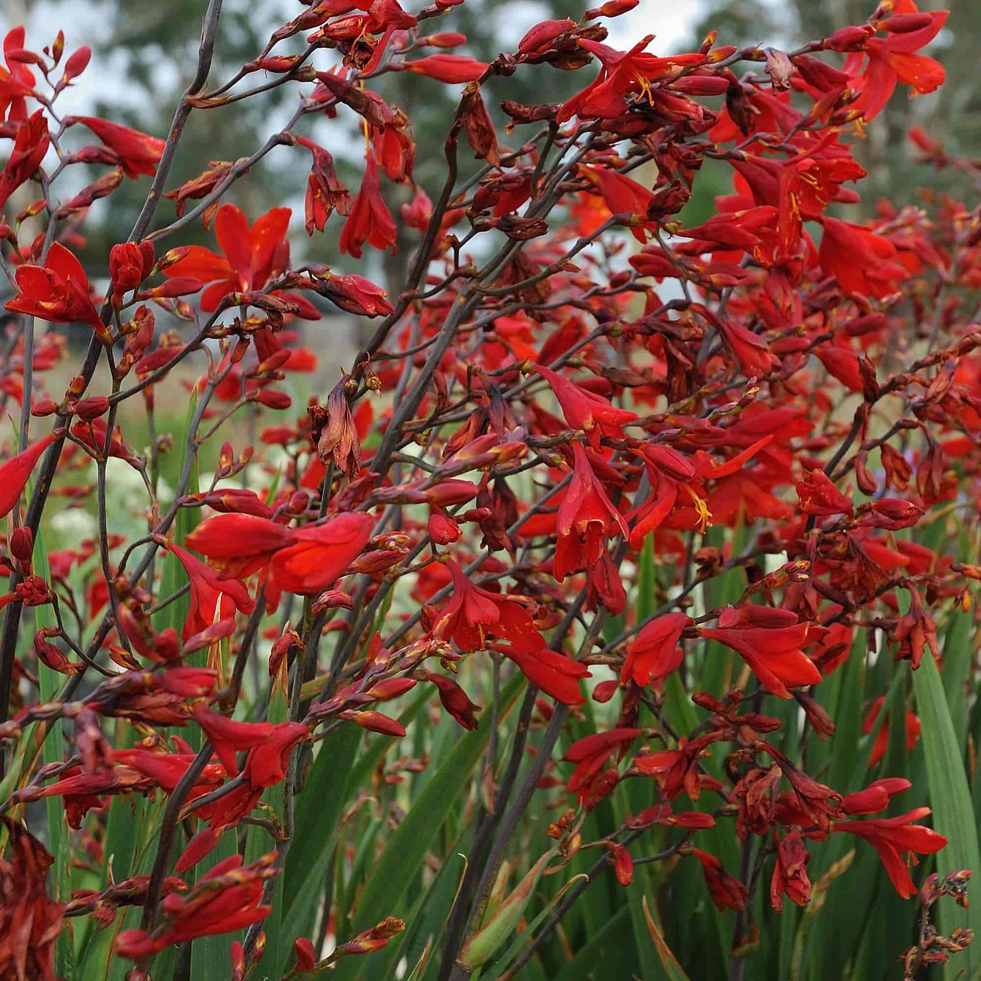 Crocosmia Mrs Geoffrey Howard