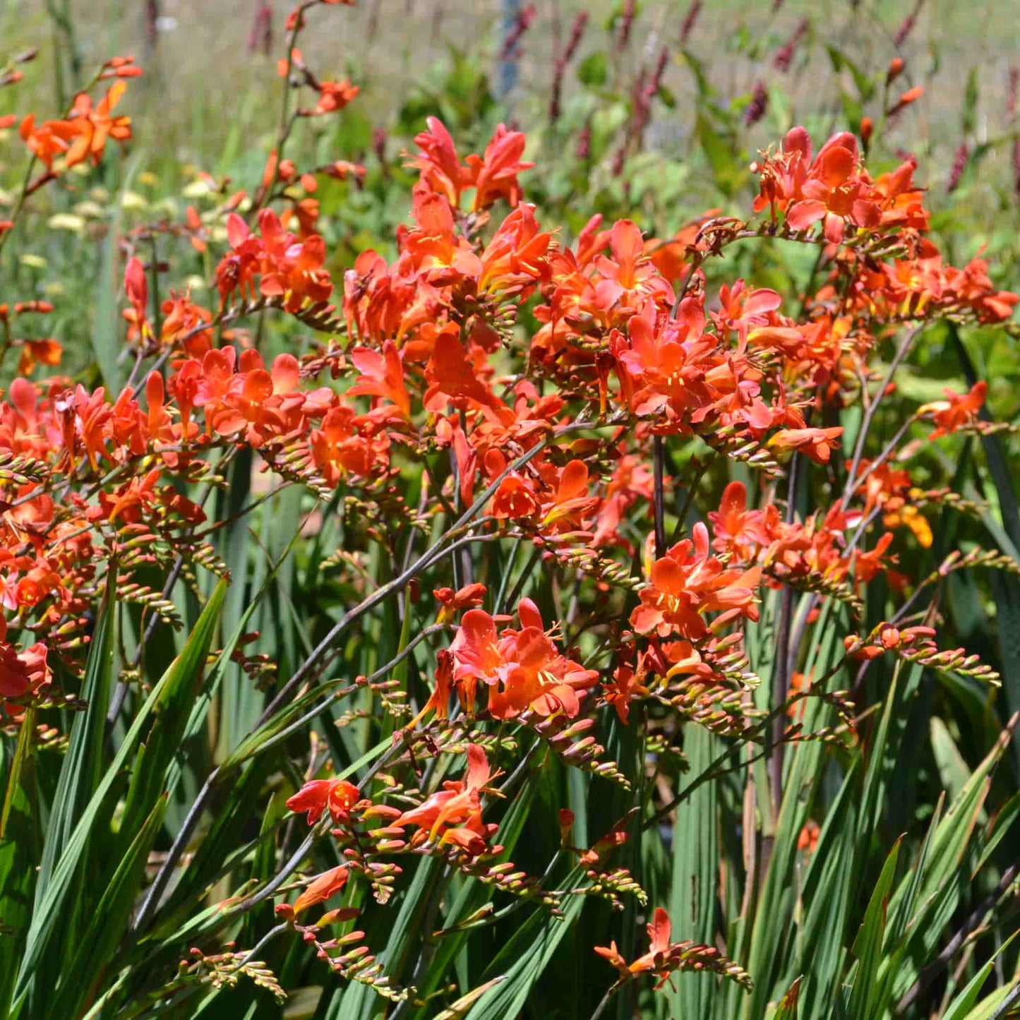 Crocosmia 'Okavango'