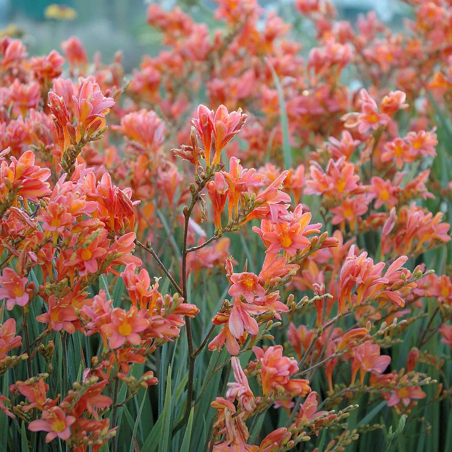 Crocosmia 'Severn Sunrise'