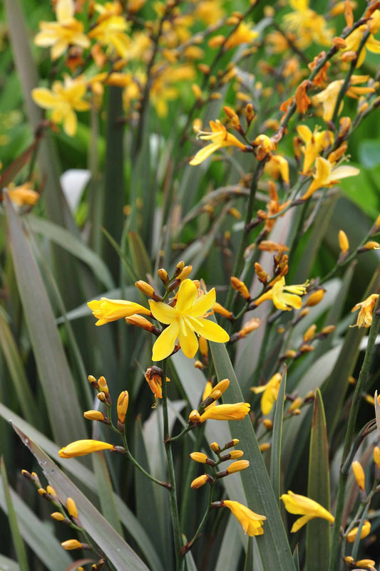 Crocosmia 'Solfatare'