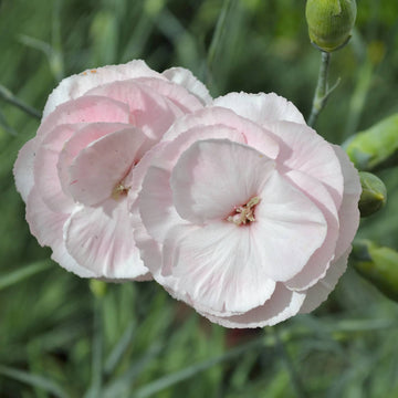 Dianthus – Hills Perennials