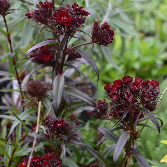 Dianthus 'Heart Attack'