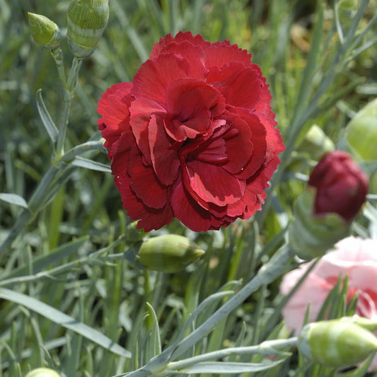 Dianthus 'Kestrels red'