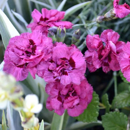 Dianthus  'Mrs Gullen'