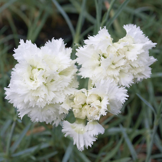 Dianthus 'Mrs Sinkins'