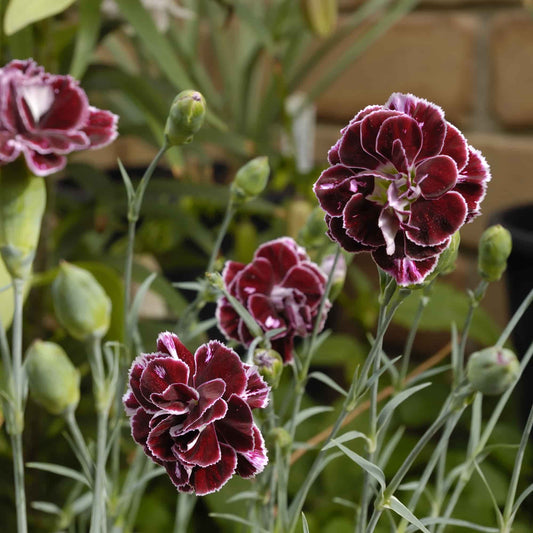 Dianthus 'Old Velvet'